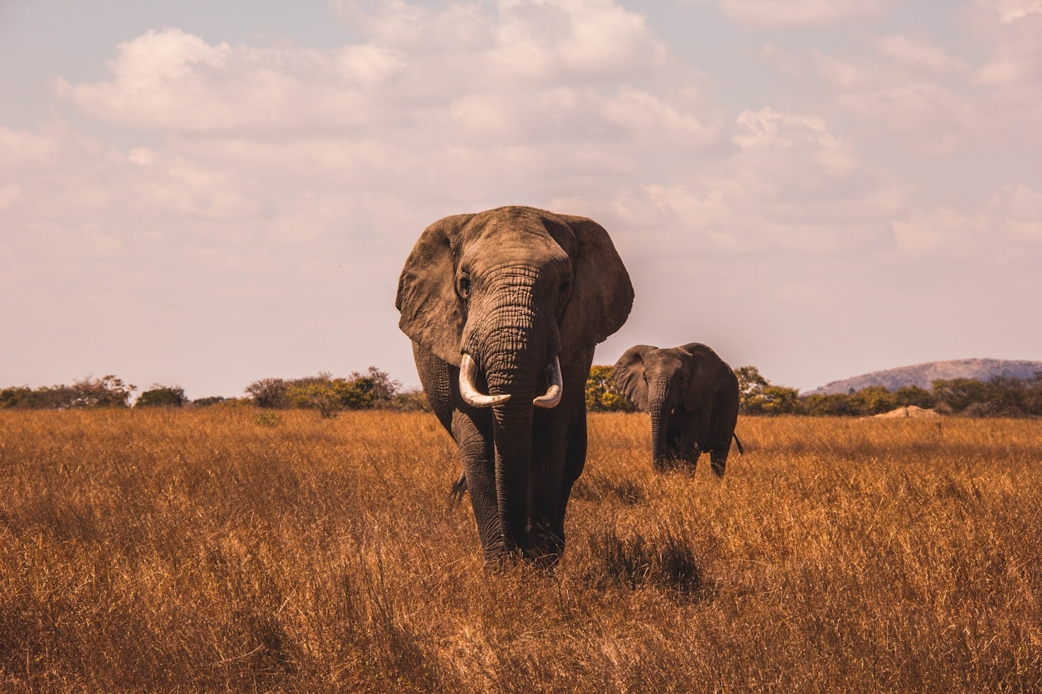How to Plan Your Perfect Safari Adventure